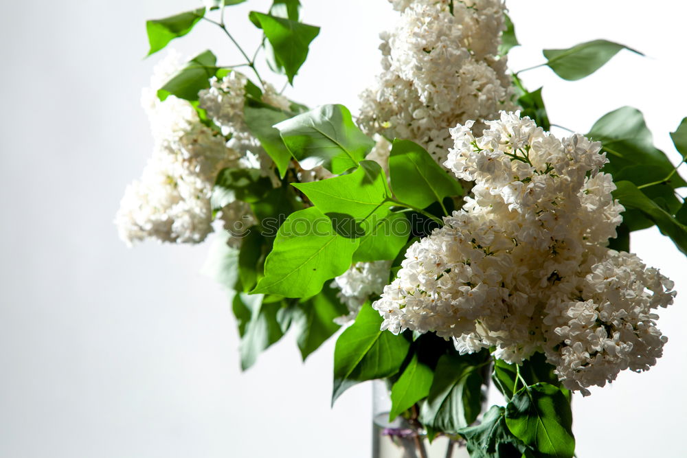 Similar – Image, Stock Photo Yarrow; Achillea; millefolium;