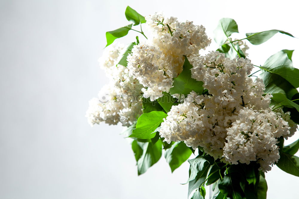 Similar – Image, Stock Photo Yarrow; Achillea; millefolium;