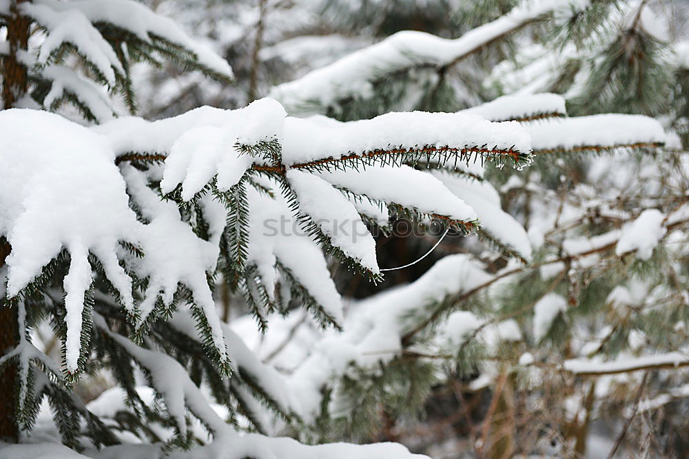 Similar – Foto Bild Schneeweiß schön Sonne