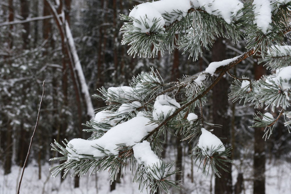 Similar – Image, Stock Photo winter forest Environment