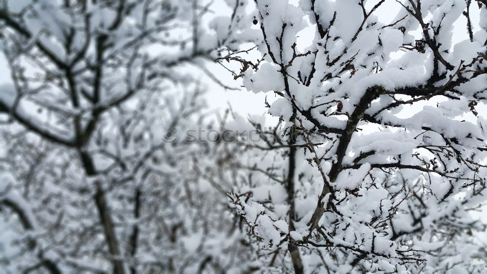 Similar – Image, Stock Photo wintry Winter Freeze