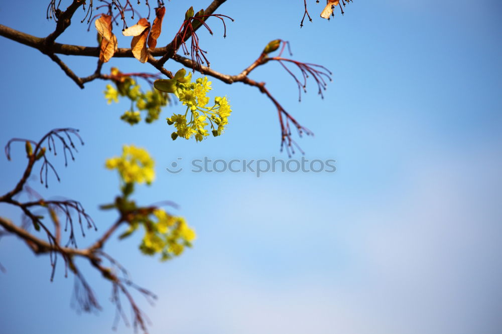 Similar – Goldglöckchen Natur