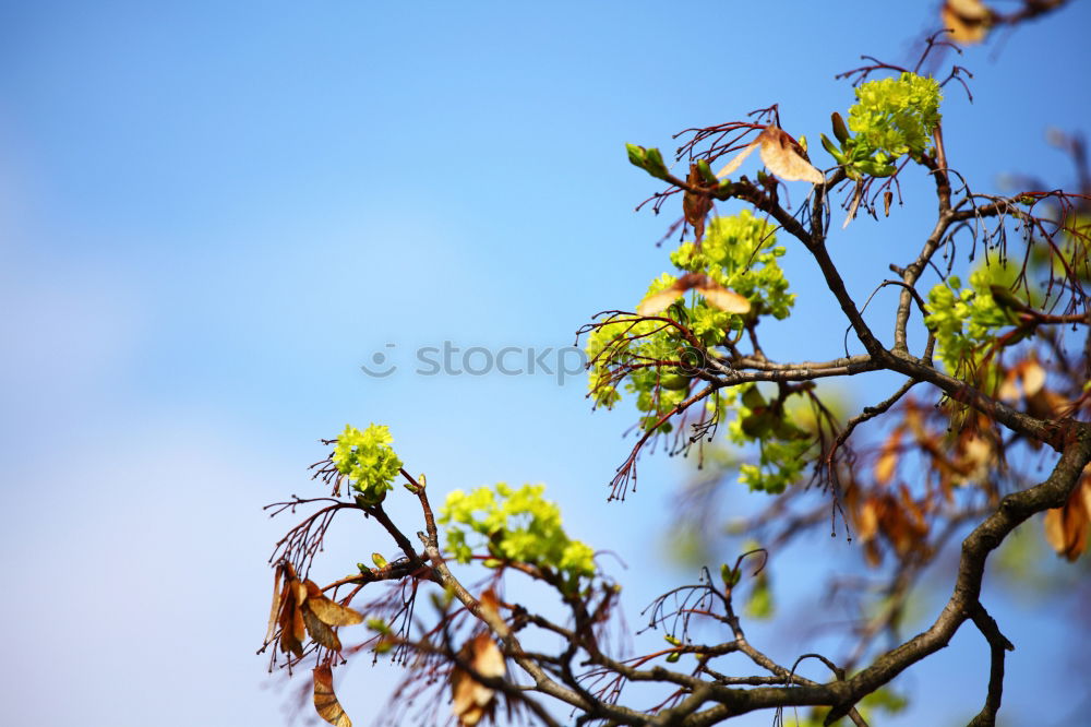 Similar – Goldglöckchen Natur