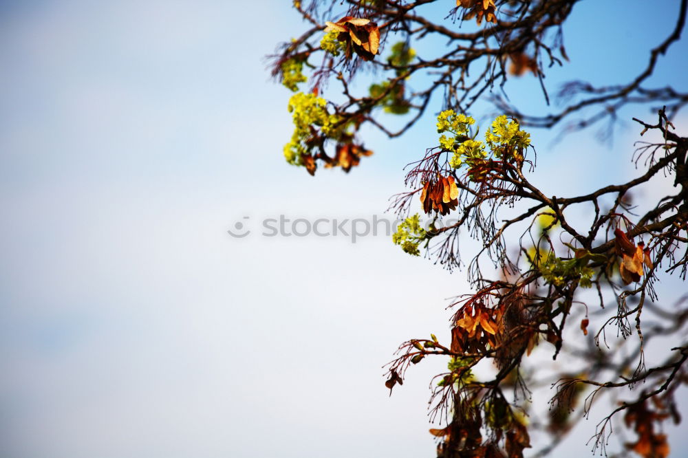 Image, Stock Photo Spring Awakening IV Maple Branch