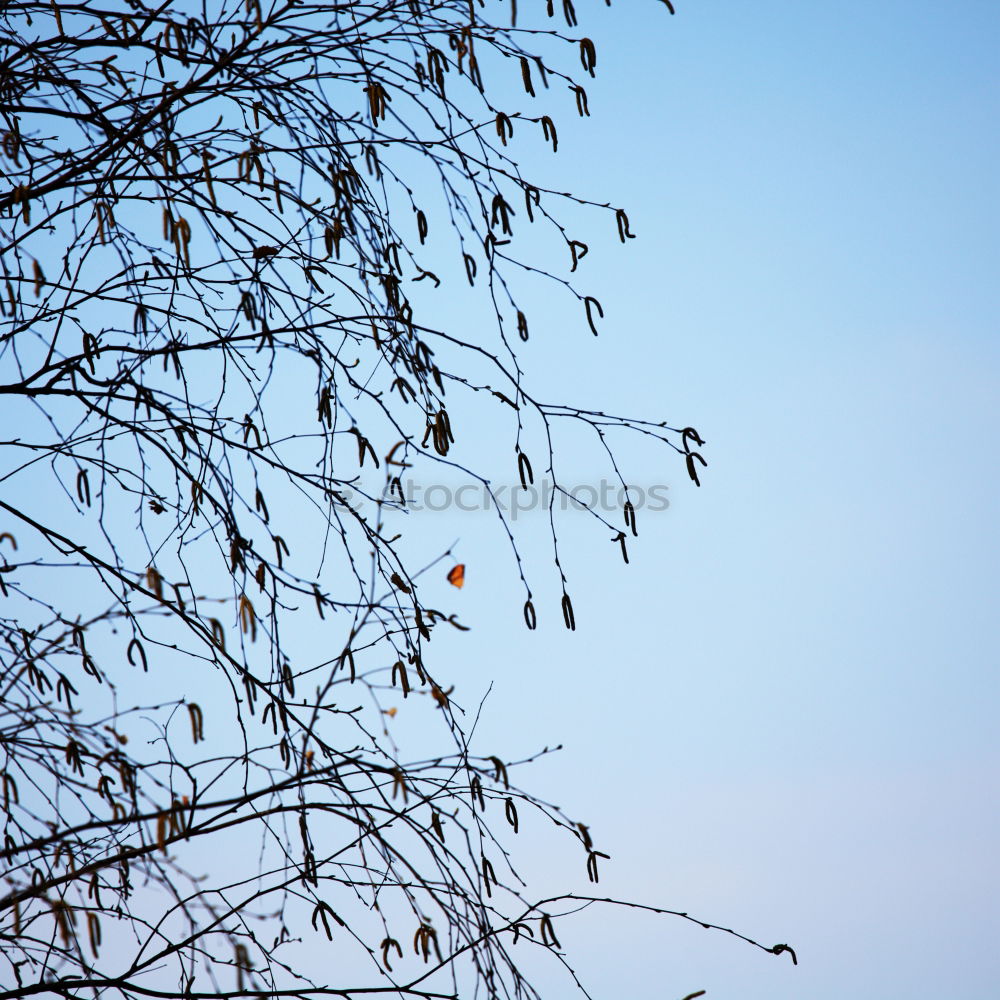 Similar – Foto Bild Gefangen im Schnee Winter