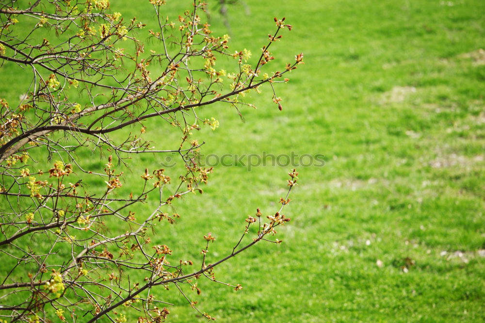 Similar – Blütengrün Baum Wiese Gras