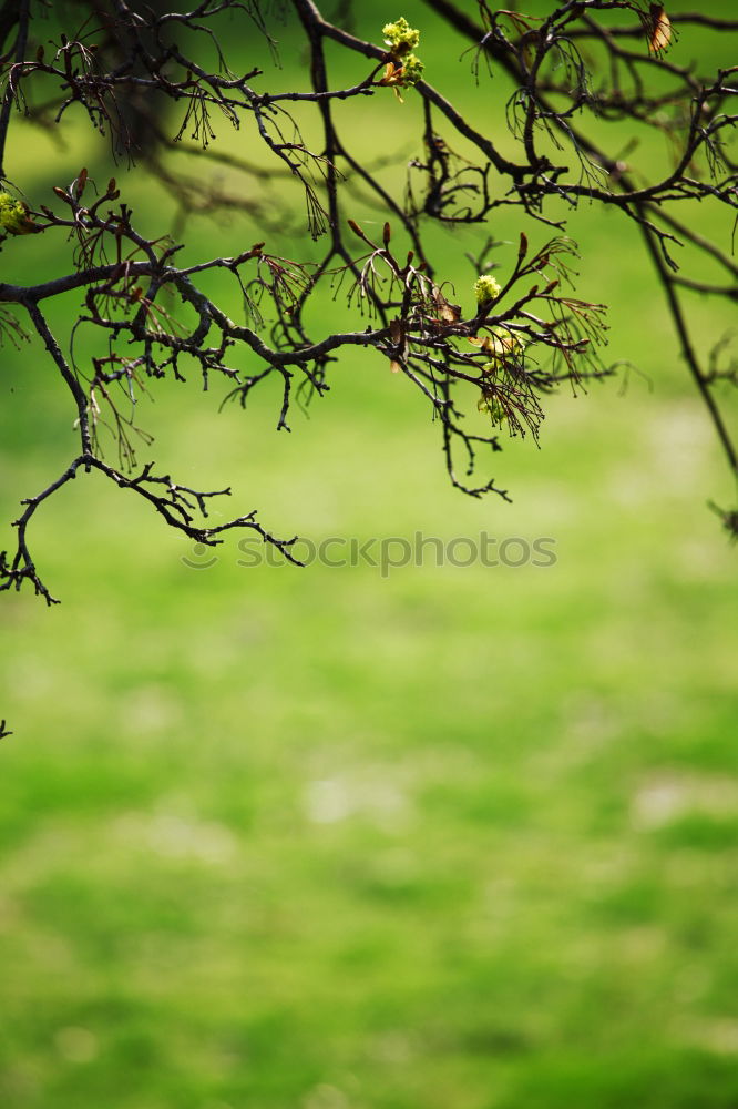 Similar – Image, Stock Photo Tree of Lights III