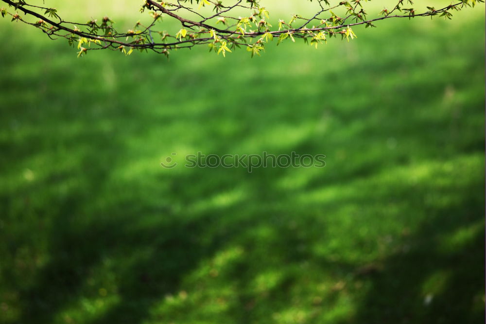 Similar – Image, Stock Photo garden time Garden plot