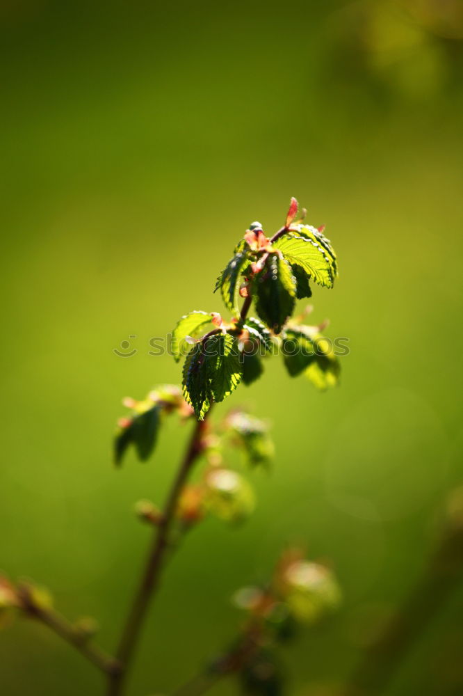 Similar – Image, Stock Photo beginning of autumn Nature