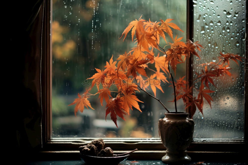 Similar – Autumn 5 Leaf Window Light