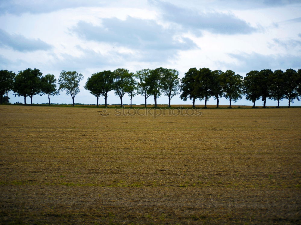 Similar – harvest maturity Grain