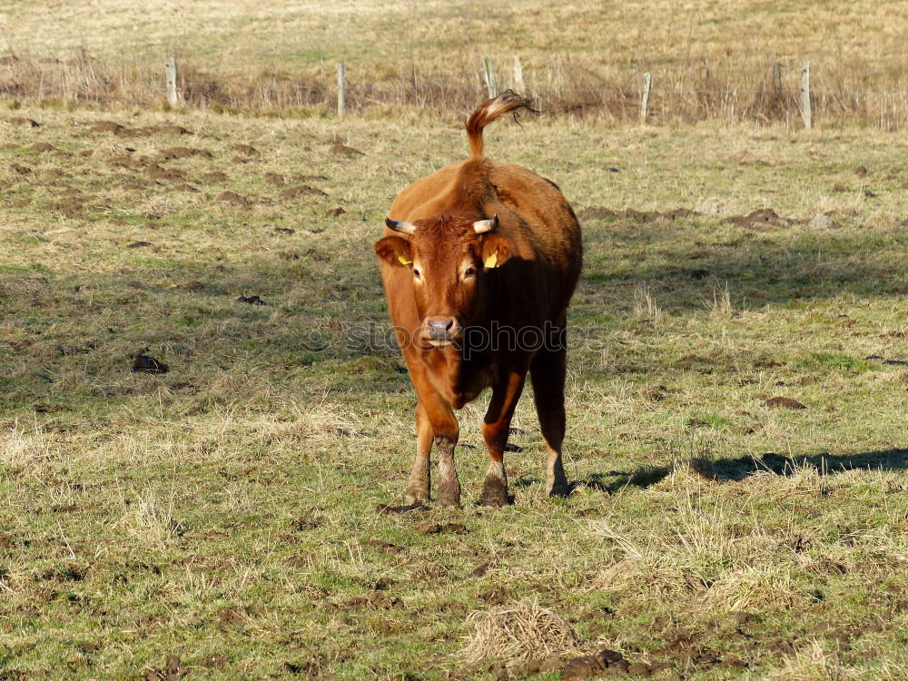 Similar – Image, Stock Photo calf Nature Animal Tree