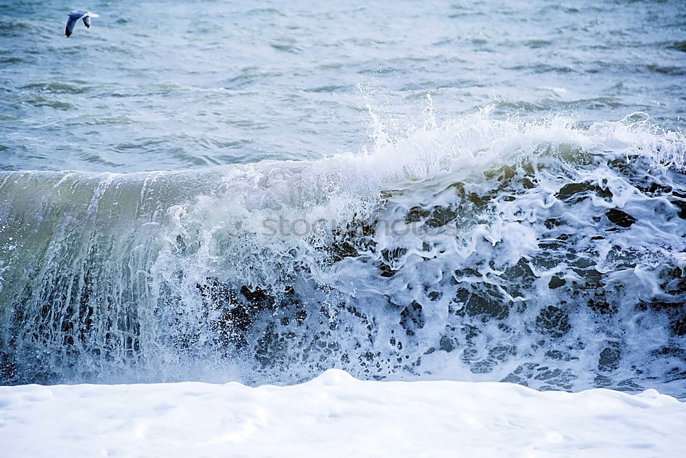 Similar – Seagulls over the Baltic Sea waves IV