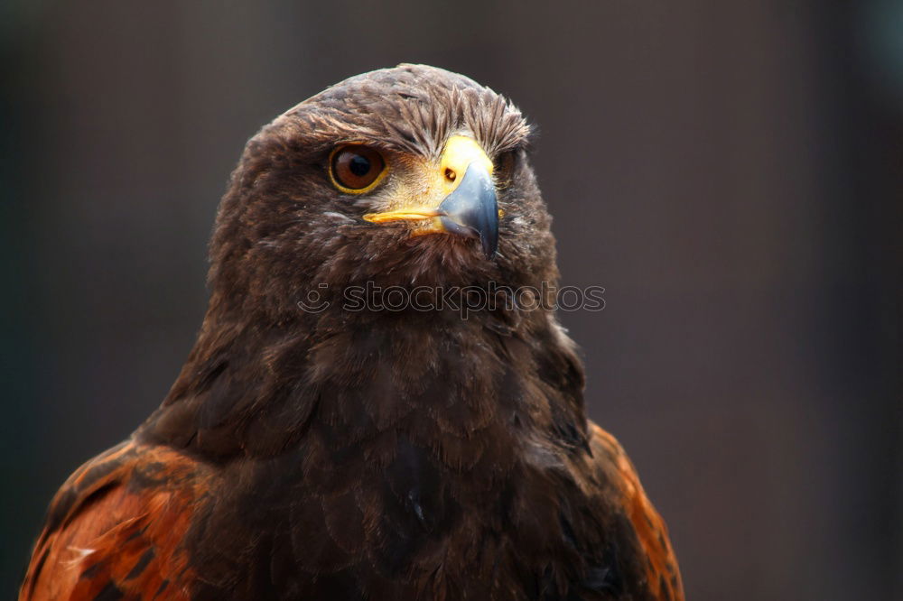 Similar – Image, Stock Photo Hermann Eagle Bird of prey