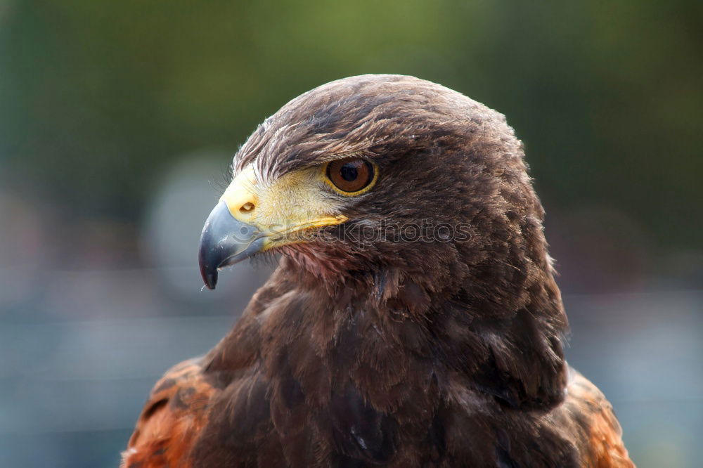 Similar – Image, Stock Photo Hermann Eagle Bird of prey