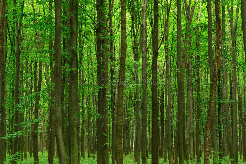 Similar – German bush Forest Tree