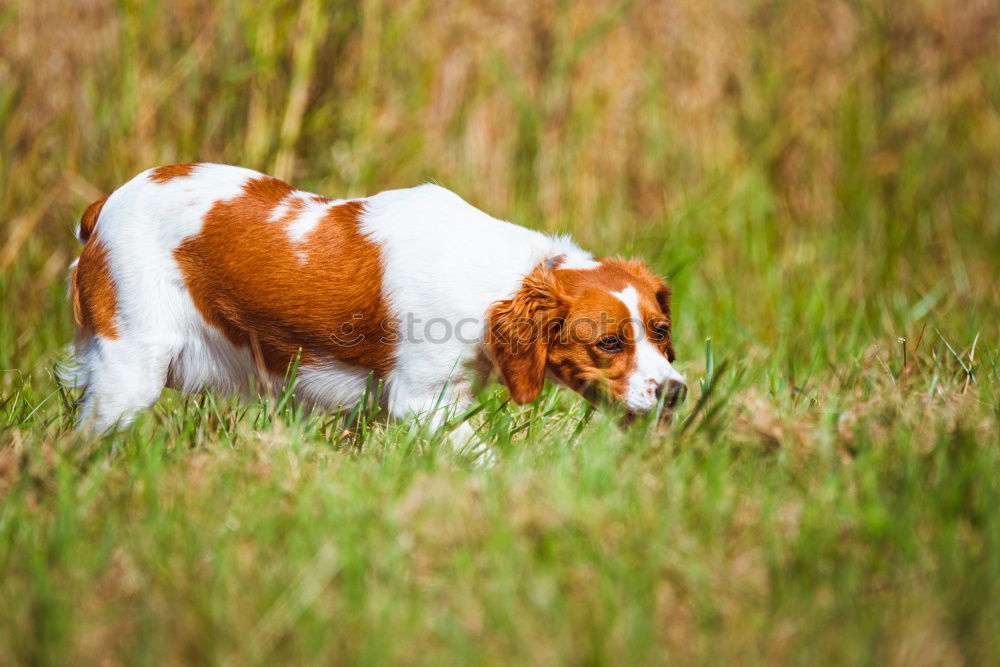 Similar – fuzzy head Animal