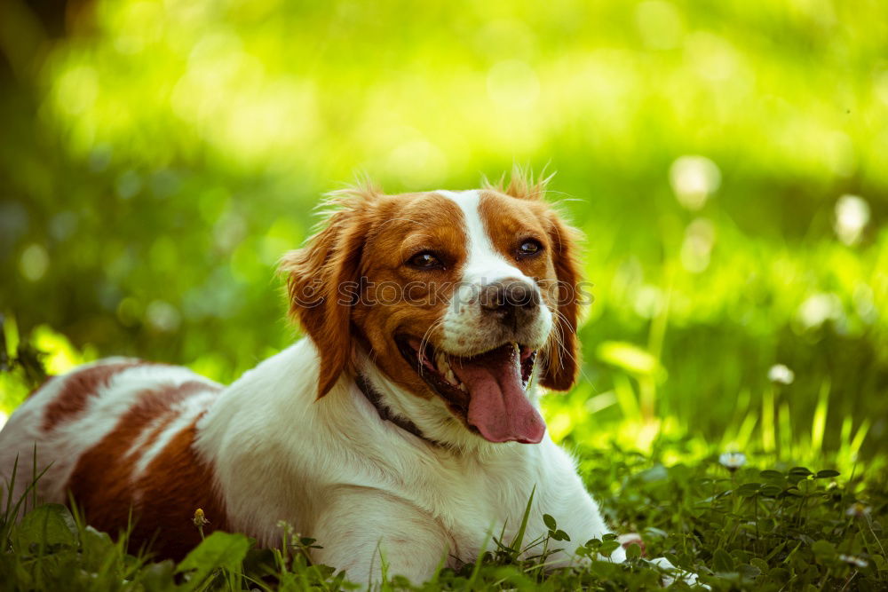 Similar – Image, Stock Photo Beautiful beagle puppy on the green grass