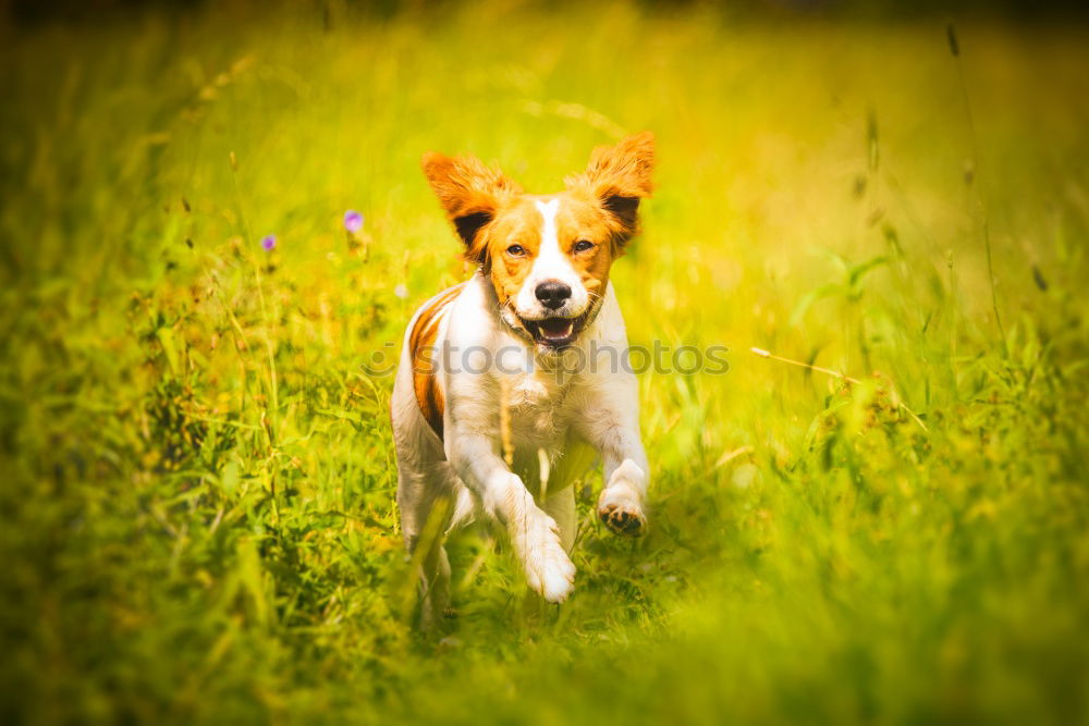 Similar – Dog on the grass in summer day. Jack russel terrier puppy portrait