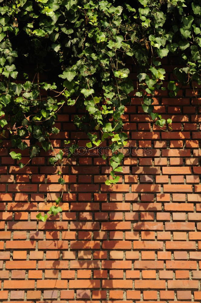 Similar – orange Rectangle Hedge