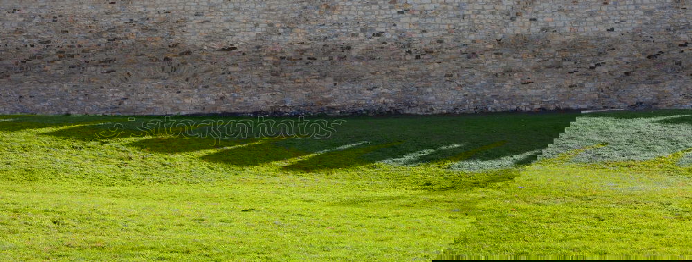 Similar – Image, Stock Photo parlare italiano Meadow