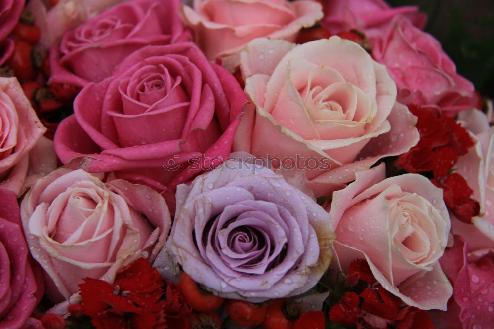 Similar – Image, Stock Photo Flower bouquet. Plant Rose