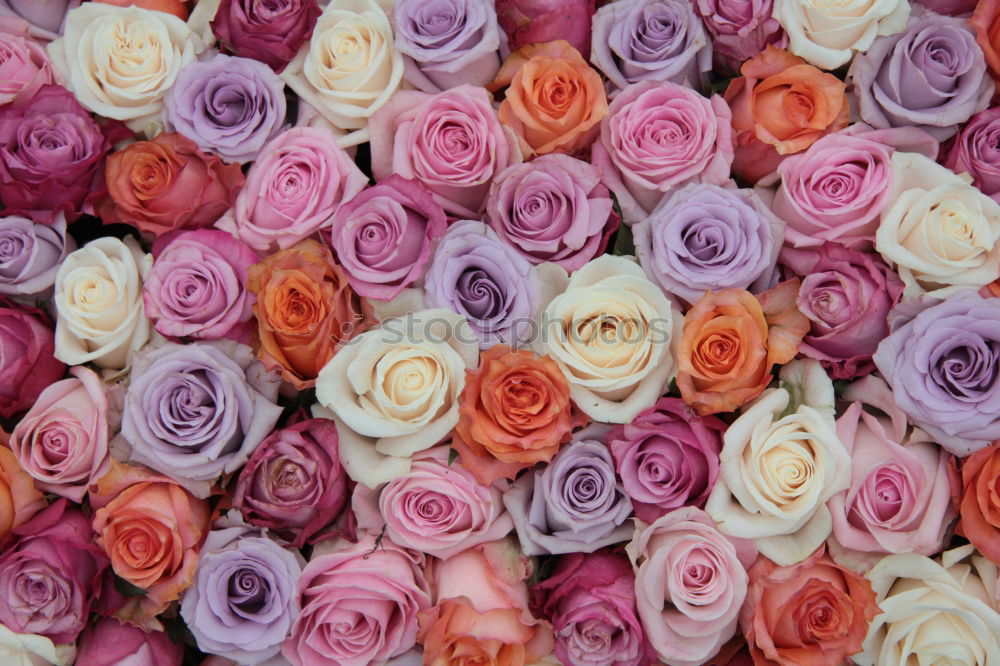 Similar – Image, Stock Photo Flowers peonies and roses of cream white and pink colour palette on the wall, floral wallpaper background for a wedding reception or romantic event. Faux artificial flowers wall in pink colours.