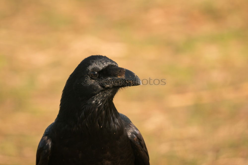 Similar – raven Raven birds Black