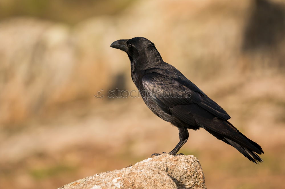 Similar – Image, Stock Photo Brigh black plumage of a crow