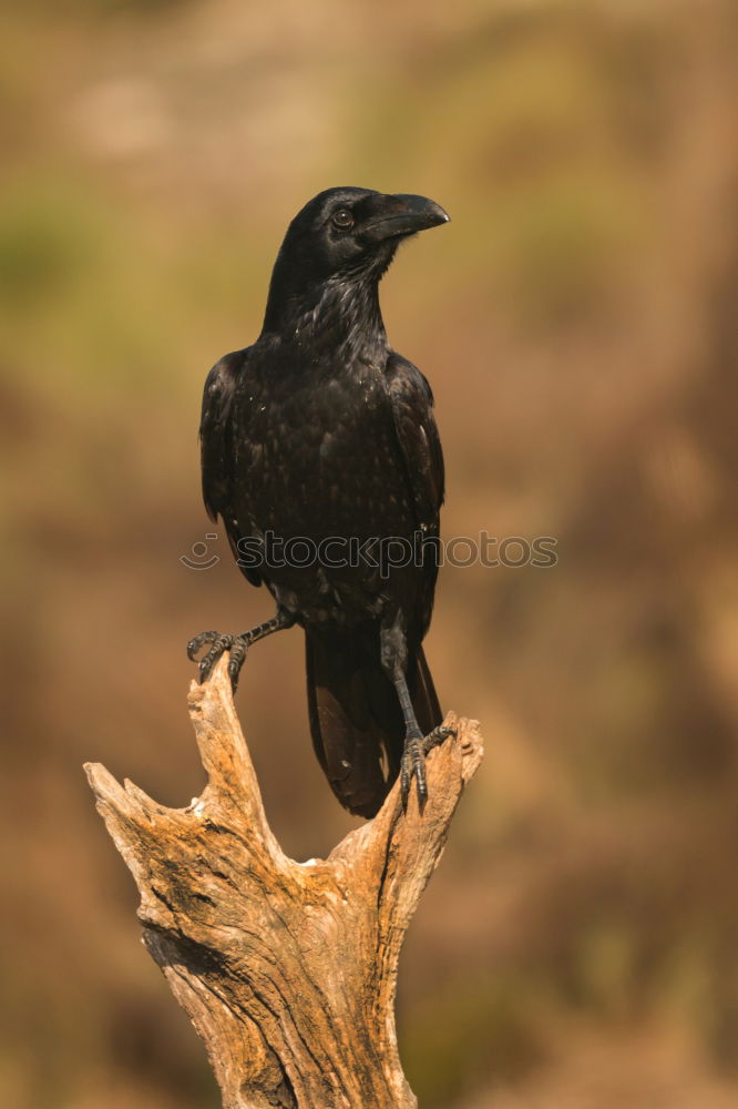 Image, Stock Photo Brigh black plumage of a crow