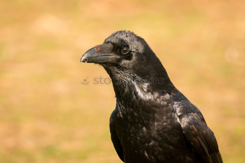 Similar – The wise eye Crow