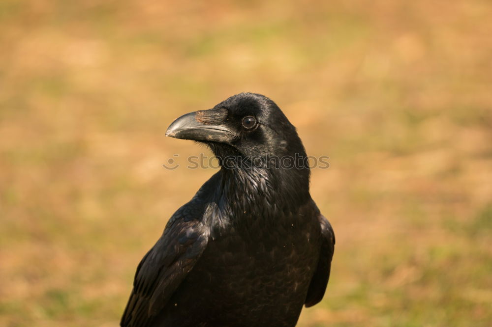 Similar – Image, Stock Photo opaque Raven birds Black