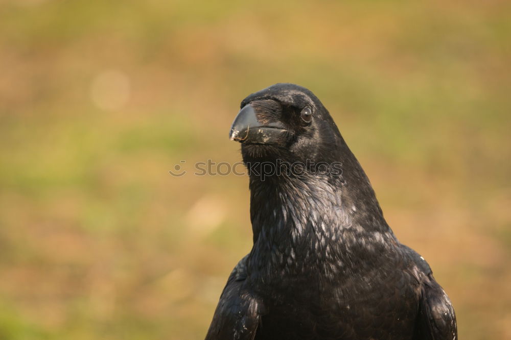 Similar – Raven Crow Fog Crow (Corvus corone cornix)