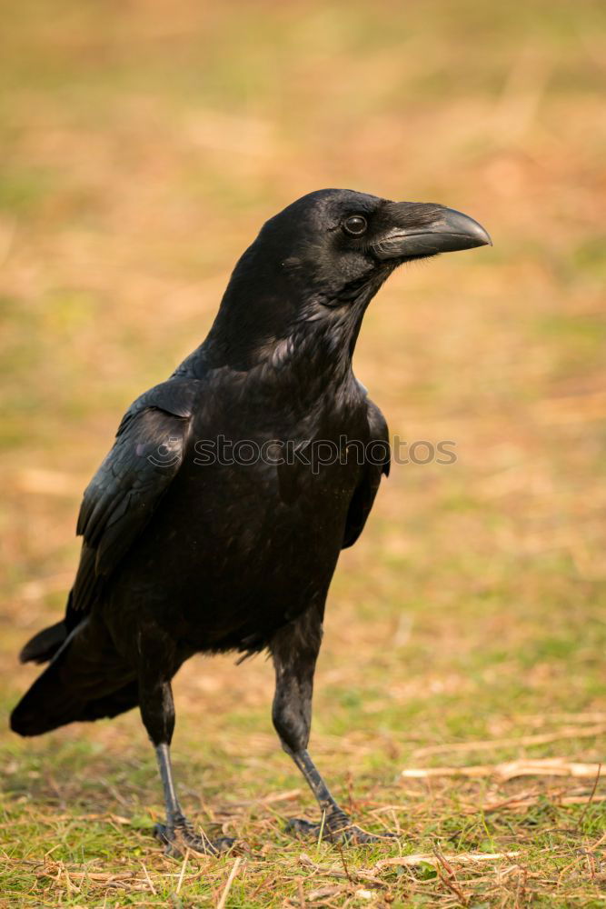 Similar – Image, Stock Photo Brigh black plumage of a crow