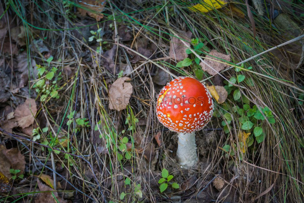 Similar – Rote Hüte Ausflug wandern