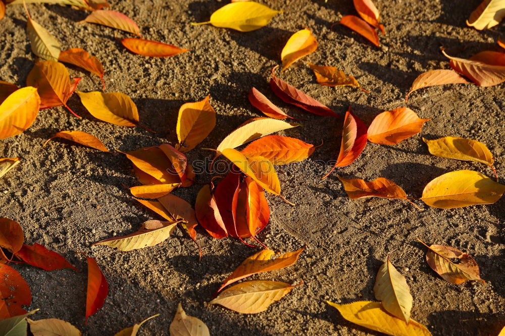 autumn sun Leaf Light