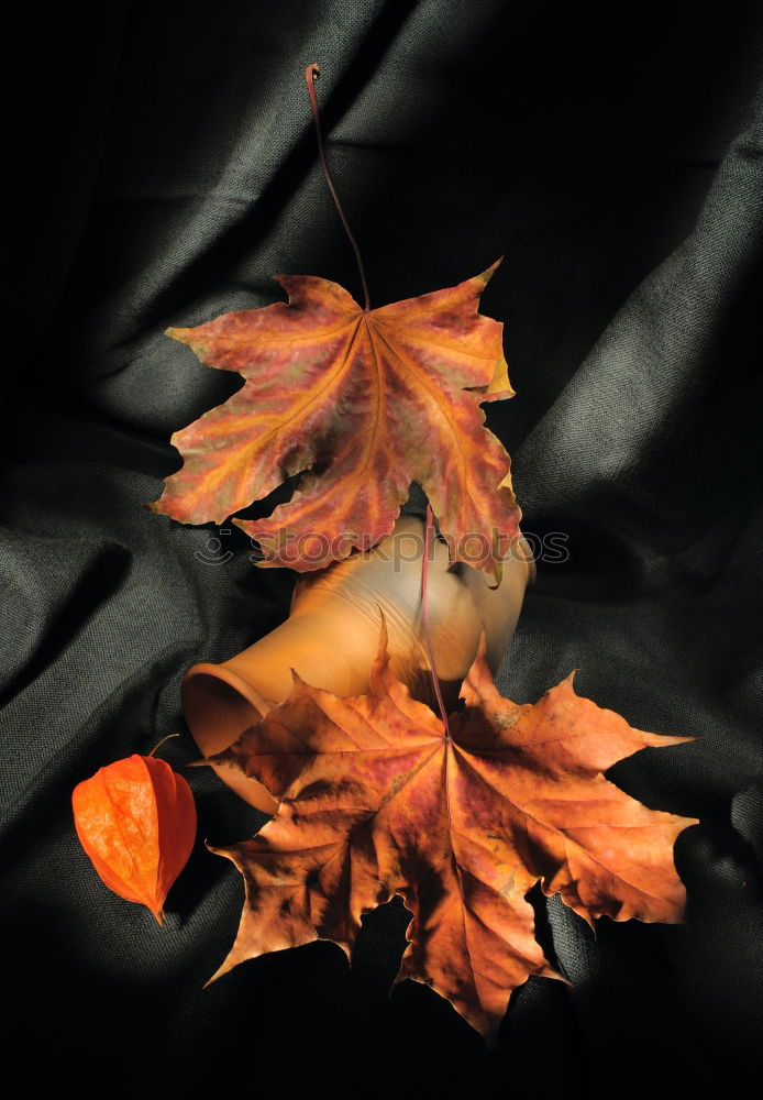 Similar – Image, Stock Photo After the rain Plant Earth