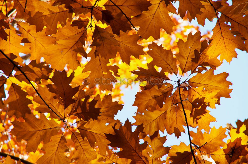 Similar – Herbstleuchten Baum