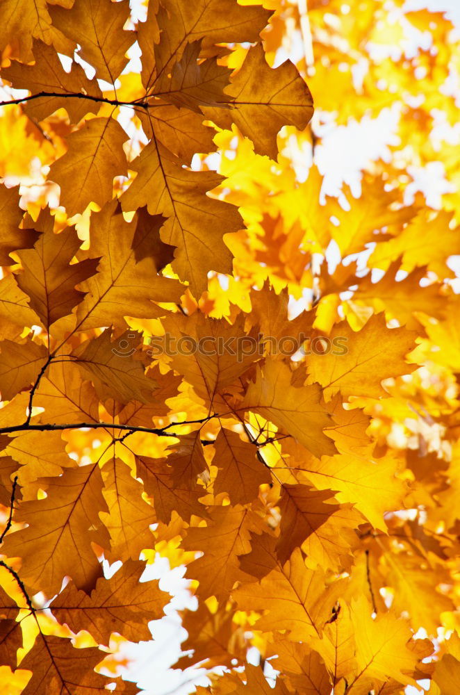 Herbstleuchten Baum