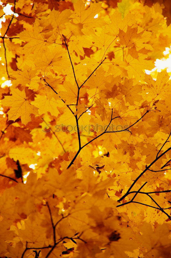 Similar – Golden Autumn Leaf