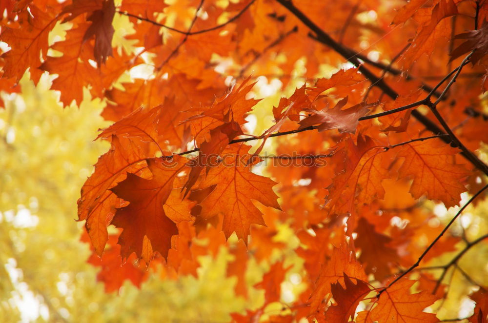 Similar – autumn lights Japan Tree