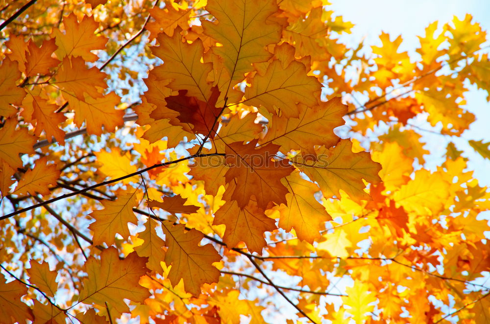 Similar – Herbstleuchten Baum