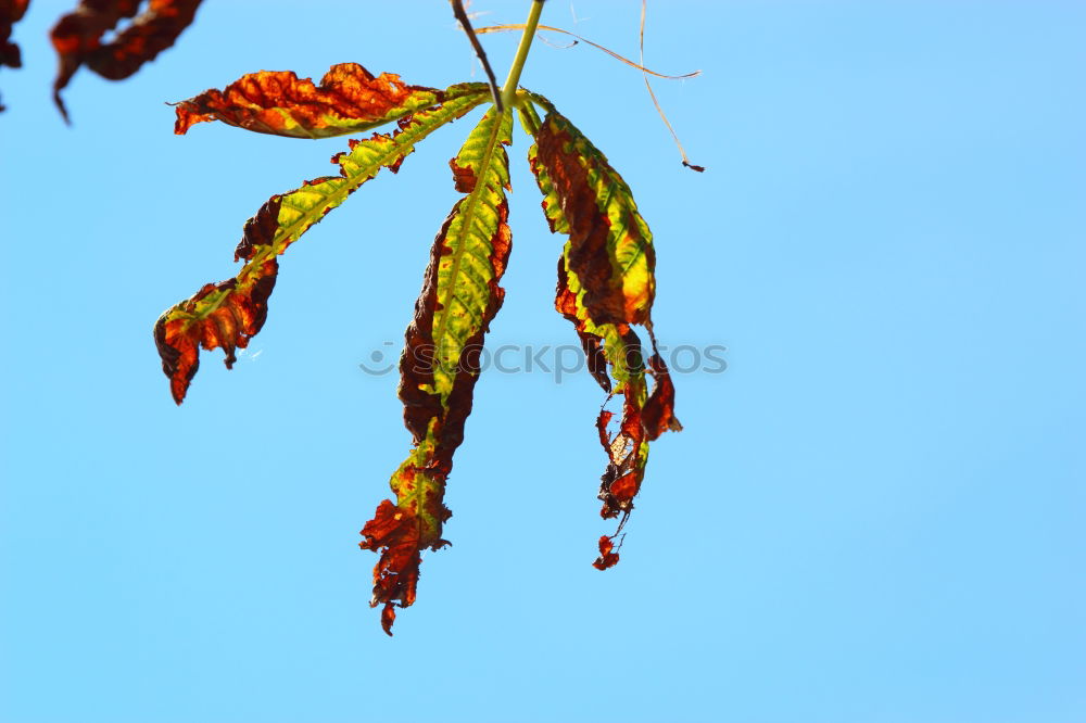 Similar – Branch of a corkscrew hazel bush with hazel catkin in front of a blue sky