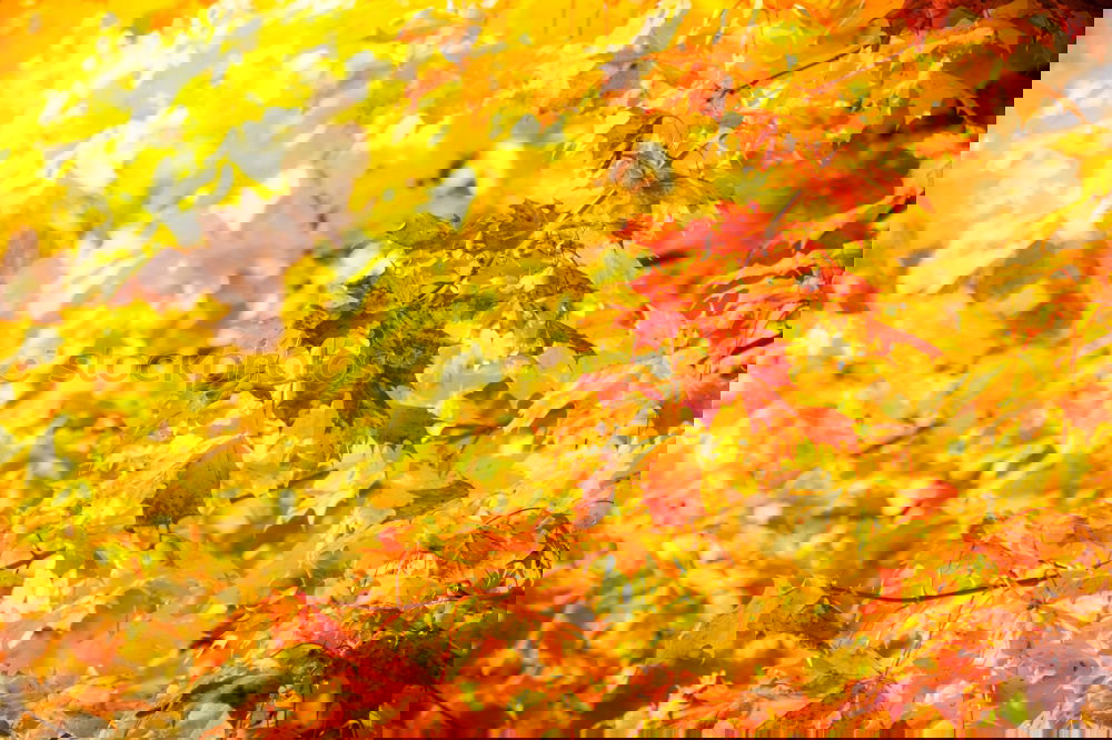 Similar – Image, Stock Photo With last strength Autumn
