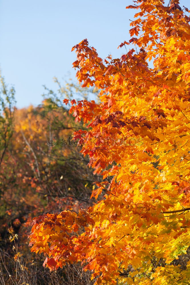 Similar – Herbstleuchten Baum