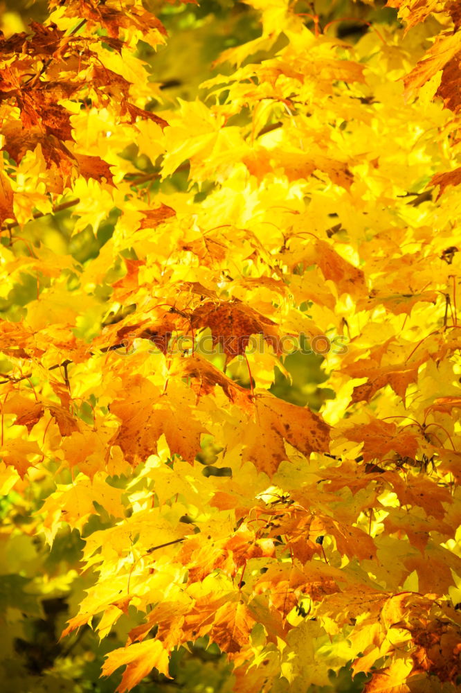 Similar – Foto Bild Blätterhimmel Herbst Baum