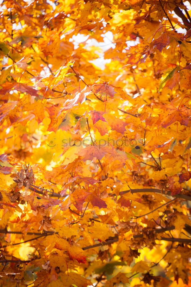 Similar – Image, Stock Photo Herbs memoirs Environment