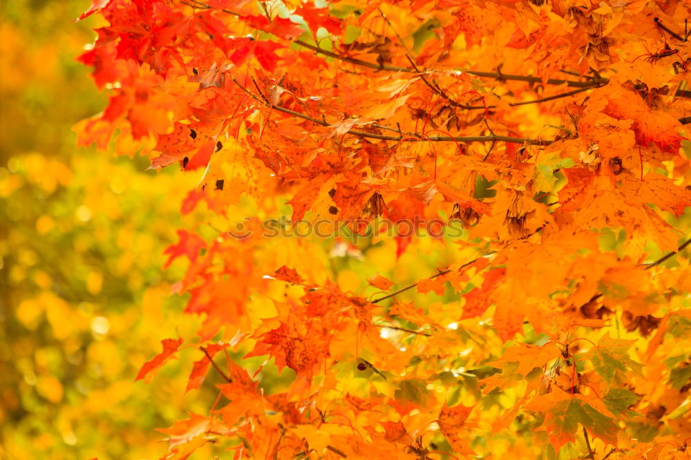 Image, Stock Photo Orange-red wig shrub