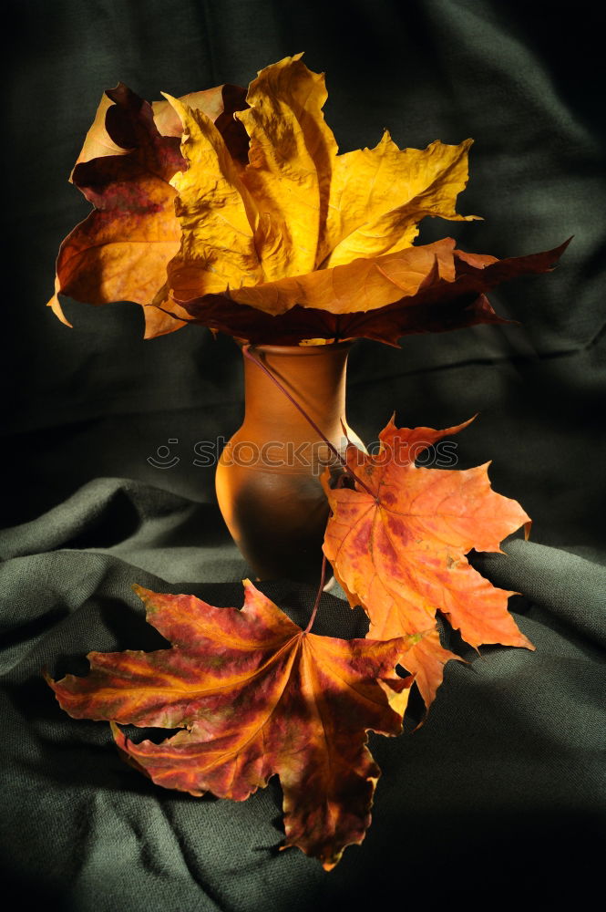 Similar – Image, Stock Photo leaf Leaf Autumn