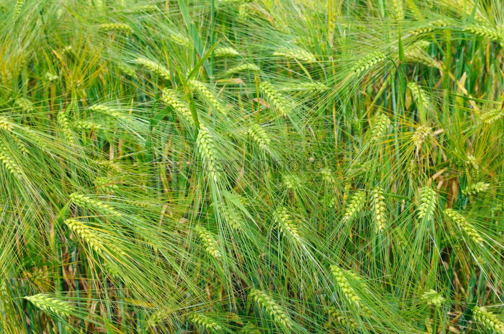 Similar – Image, Stock Photo cornfield Nature Animal